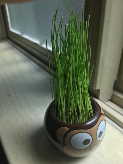 Planting and Growing Rye