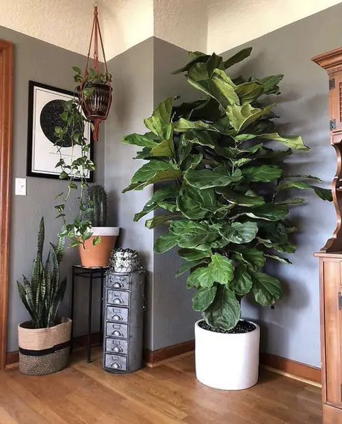 Elegant Fiddle Leaf Fig in the Corner