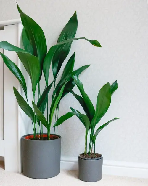 beautiful Easiest Indoor Plants to Take Care Of