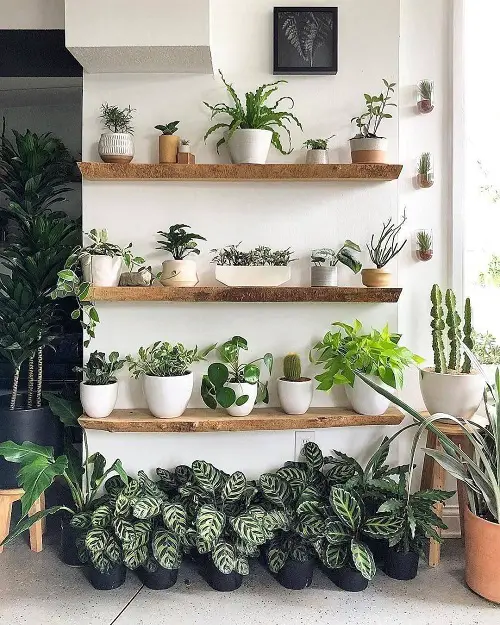 Potted Houseplants on Floating Shelves