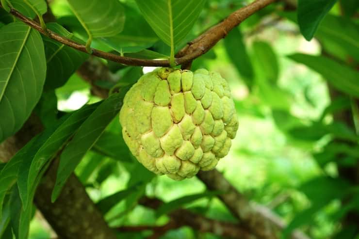 growing sugar apple