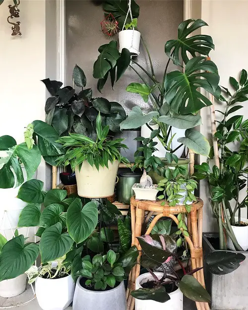 Great Ideas to Display Houseplants