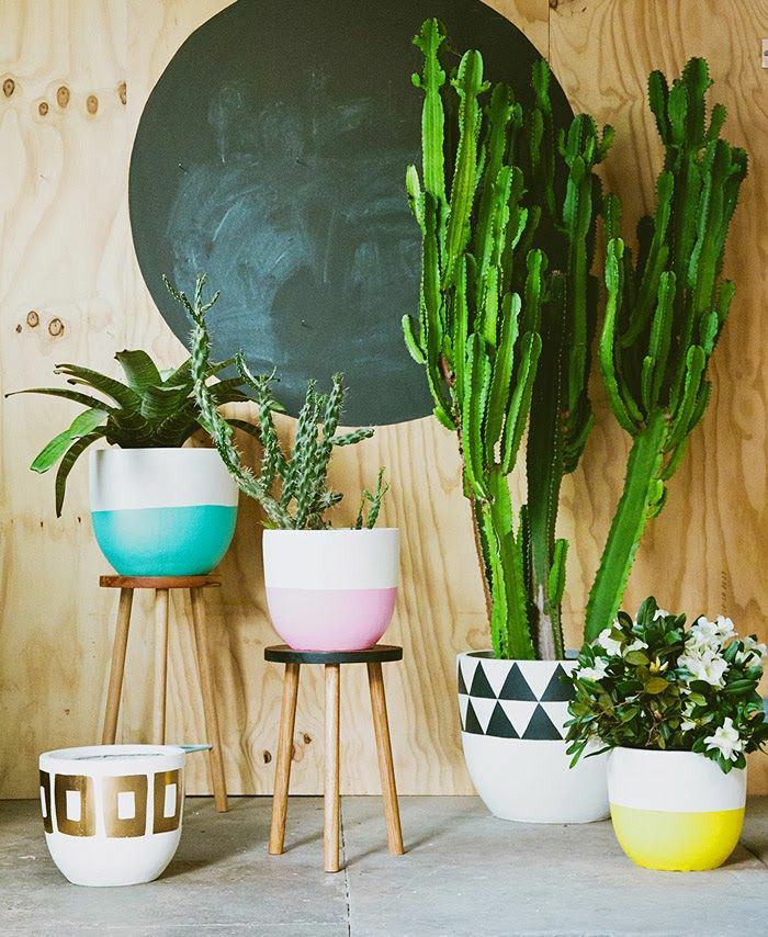 Unique Houseplant Ideas with Simple Decor