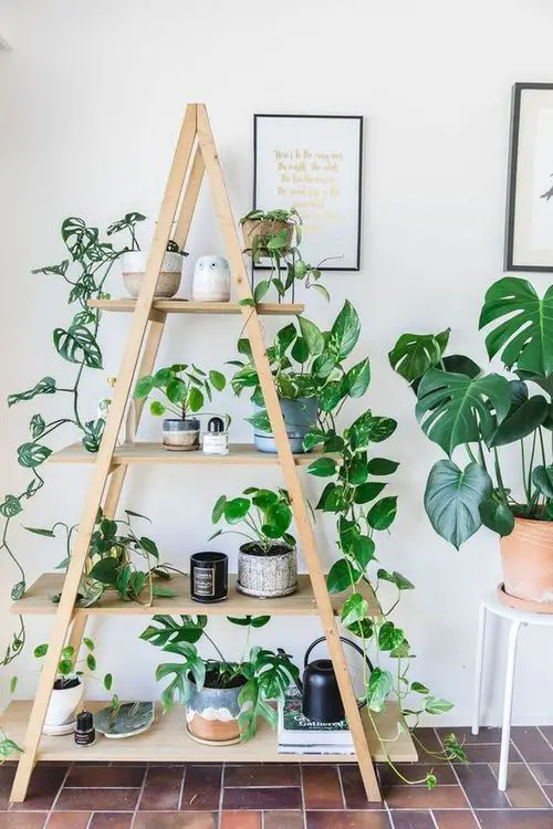 Unique Plant Shelf display ideas