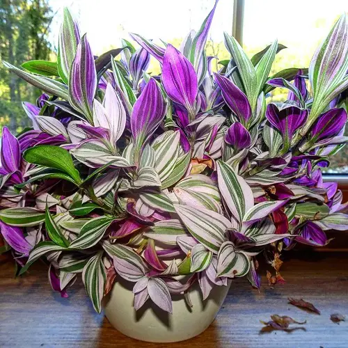 Easiest Houseplants