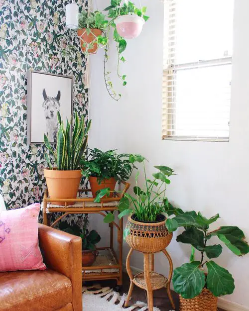 amazing Giant Variegated Ficus in the Living