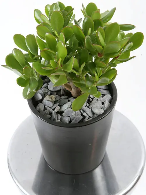  Easiest Indoor Plants to Take Care Of