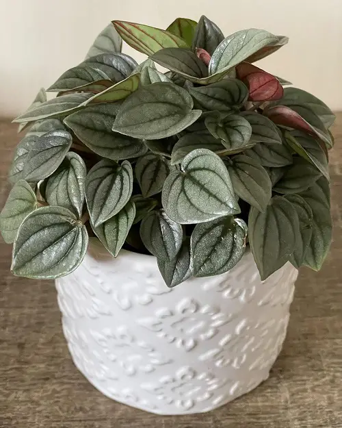 Easiest Indoor Plants