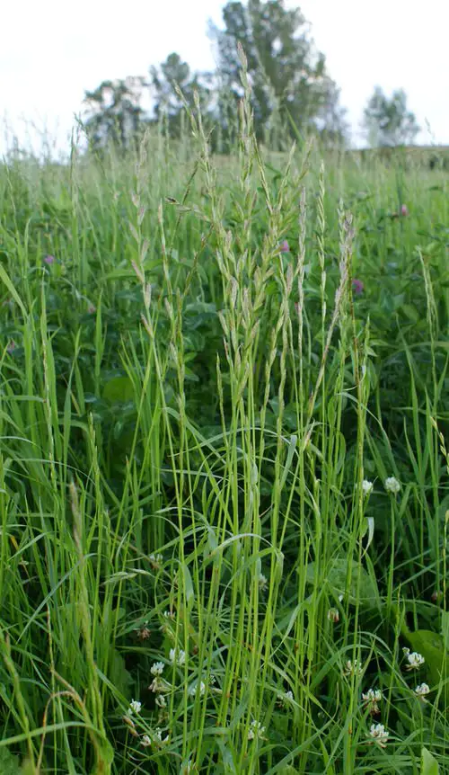 Rye Grass Profile
