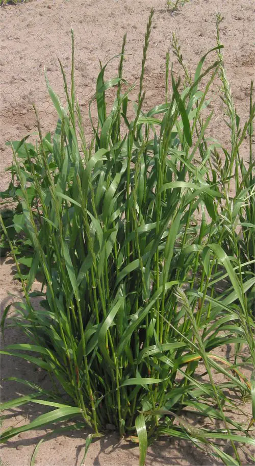 Requirements for Planting and Growing Rye