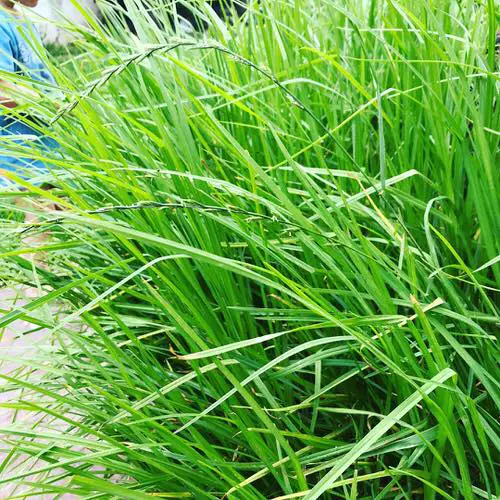 Rye Grass Care