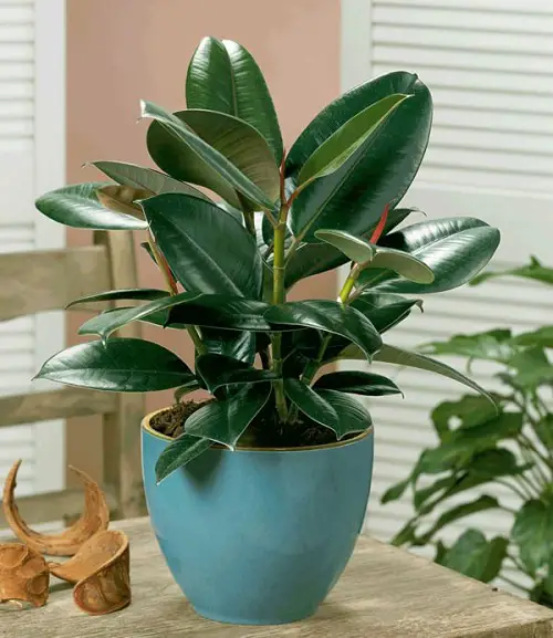 amazing Easiest Indoor Plants to Take Care Of