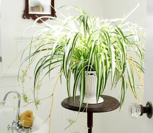 Easiest Houseplants indoor
