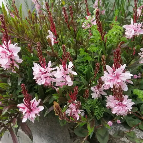 Types of Gaura plant