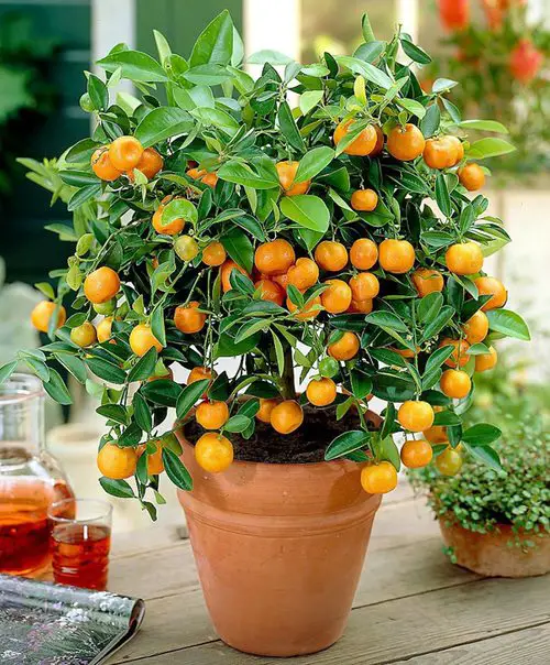 Best Container Gardening Plants indoor