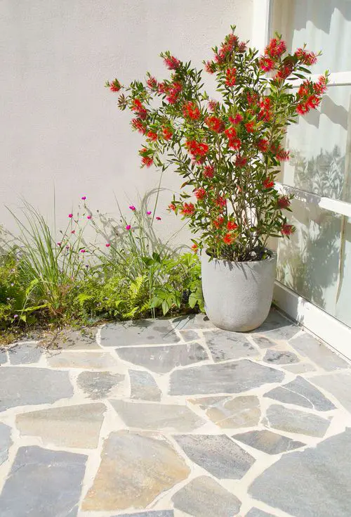 Best Container Gardening Plants outdoor 