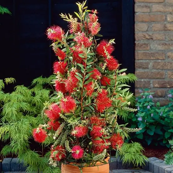 Best Flowers for Full Sun