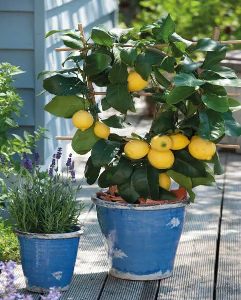 Best Container Gardening Plants 8