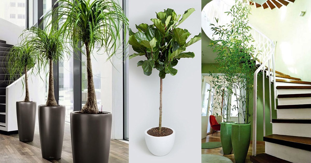 free house interior plants