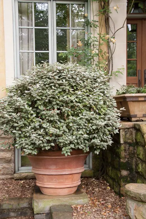 Best Container Gardening Plants 10