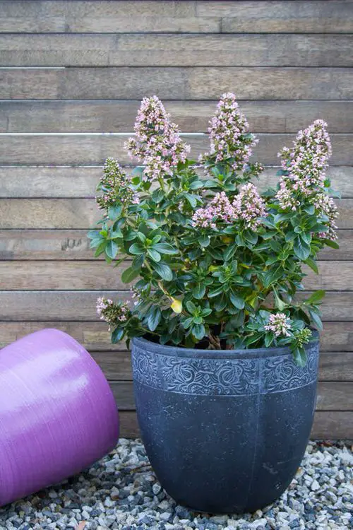 Best Container Gardening Plants 12