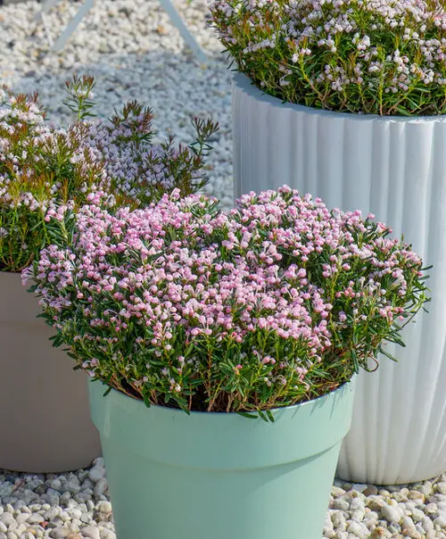 Best Container Gardening Plants 3