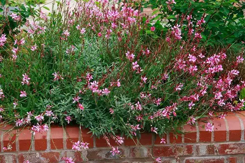 best Types of Gaura  plant
