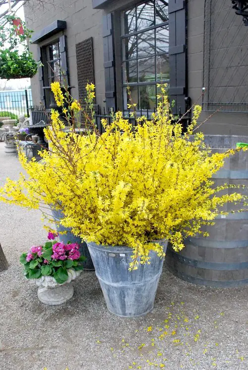 Best Container Gardening Plants outdoor 5