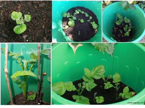 growing potatoes