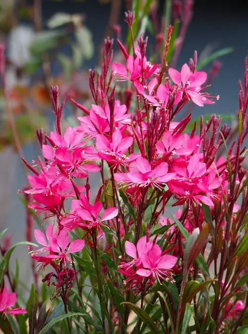 Amazing Types of Gaura plant