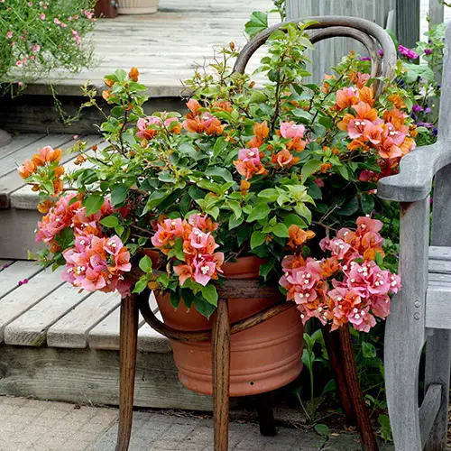 An Overgrown Bougainvillea Chair Bed