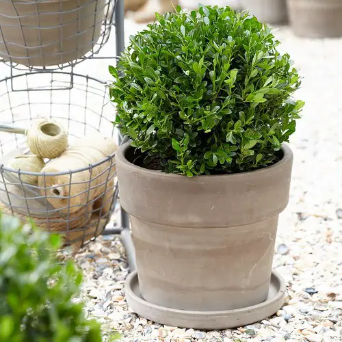 Best Container Gardening Plants 15