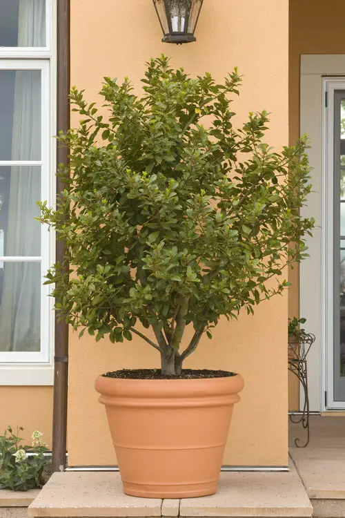 Best Container Gardening Plants 18