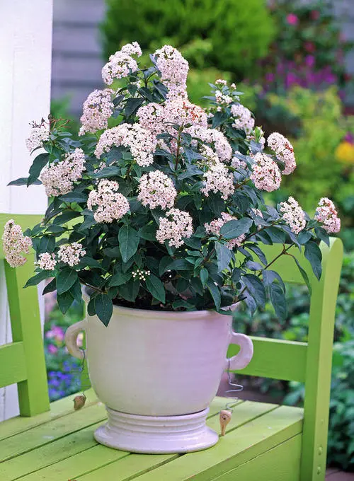 Best Container Gardening Plants 19