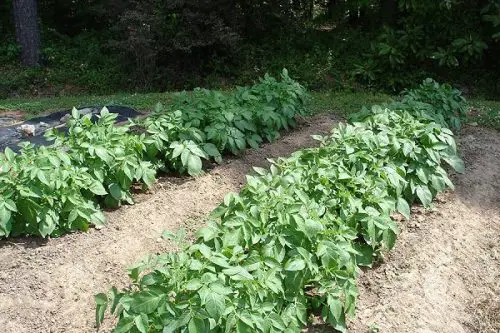 potato growing in rows
