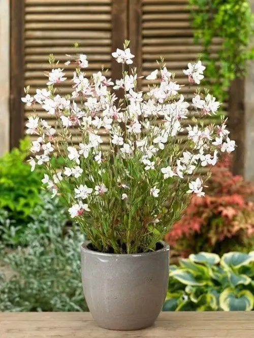 varieties of Gaura plants