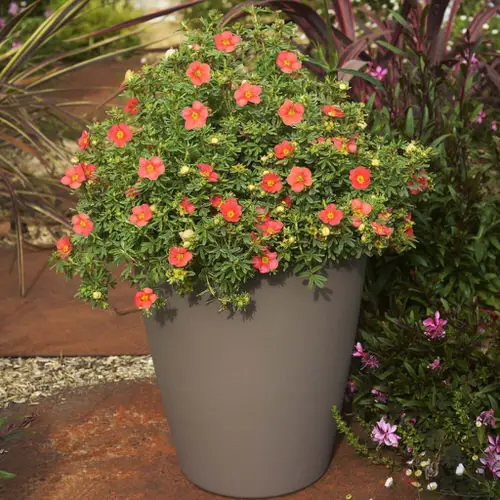Best Container Gardening Plants it pot 