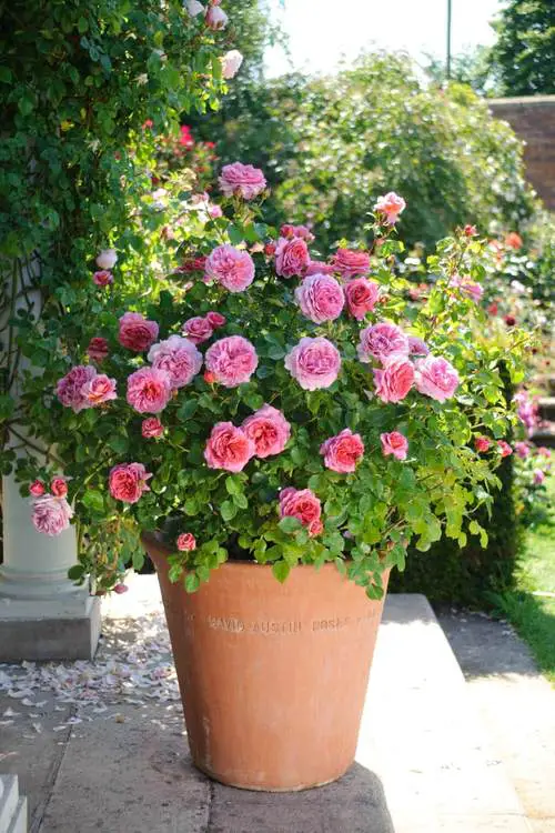 Best Container Gardening Plants