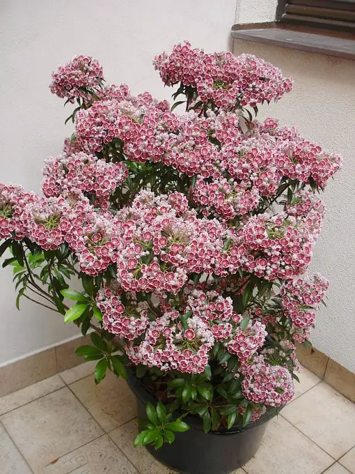 Best Container Gardening Plants 15