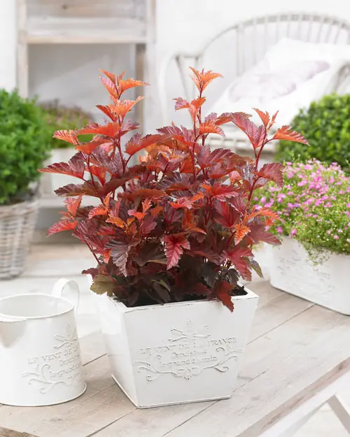 Best Gardening Plants in pot 