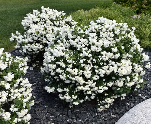 Shrubs that Bloom All Year 5