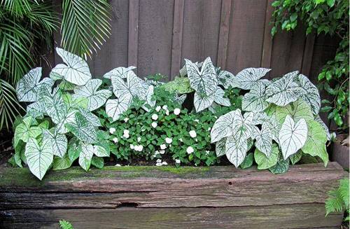 Best Caladium Varieties 30