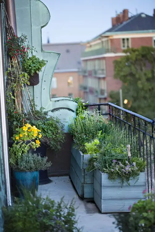  Balcony Gardening Tips Watch out for the Rules