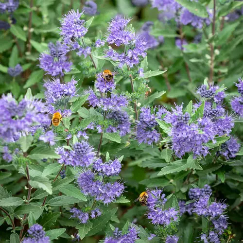 Shrubs that Bloom All Year 7