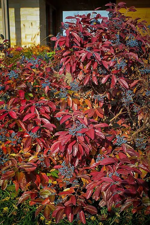 Shrubs that Bloom All Year 2
