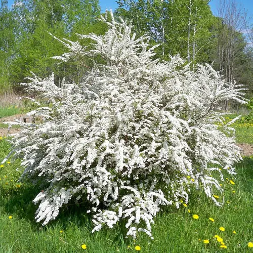 Year Round Shrubs According to Season 1