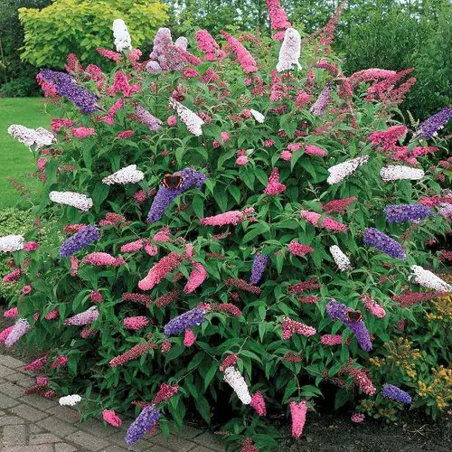 Year Round Shrubs According to Season 4