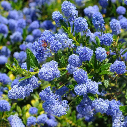 Year Round Shrubs According to Season 3