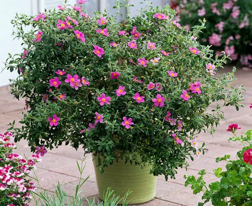 Best Container Gardening Plants in pot 