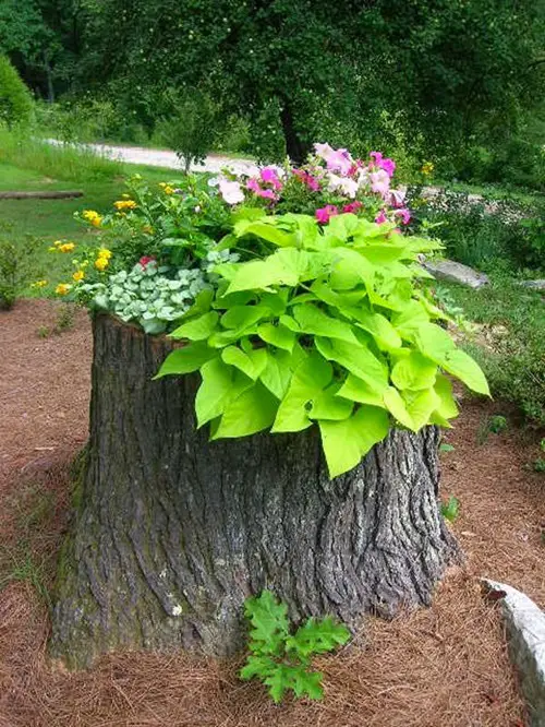Container Garden in Tree Stump